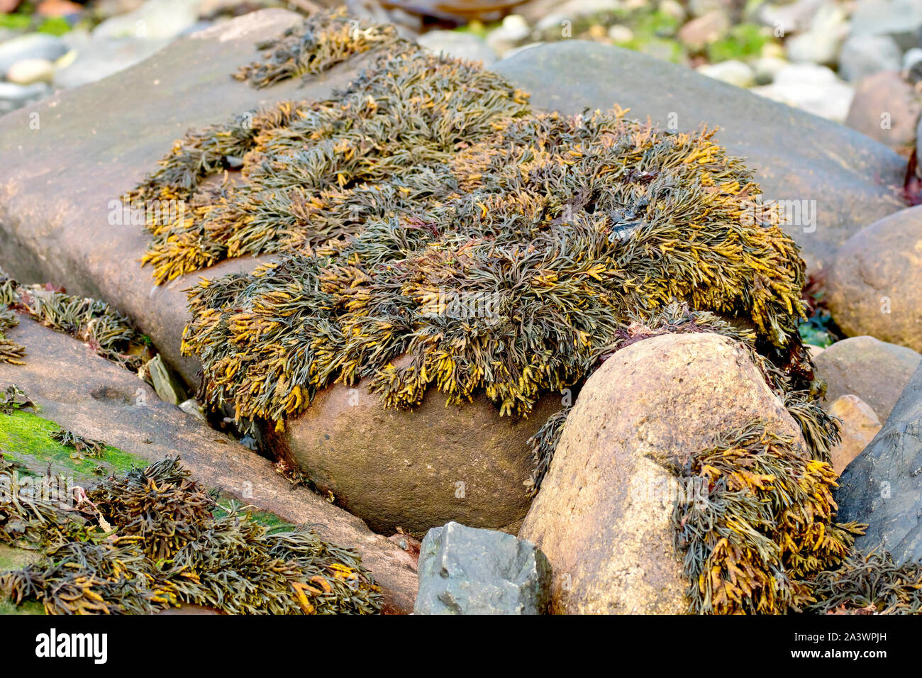 Rack (algues pelvetia canalisée canaliculata), close up montrant qu'il l'étouffement un rocher sur la plage à marée basse. Banque D'Images