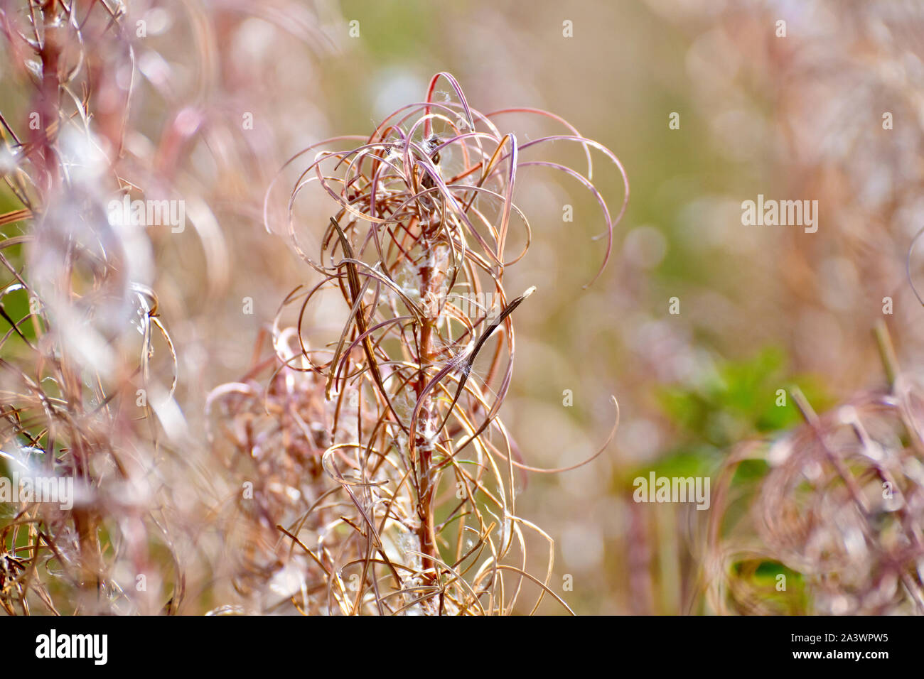 Rosebay Willowherb (epilobium, chamerion ou chamaenerion angustifolium), près de la tête de la graine après que la plupart des graines ont été dispersées. Banque D'Images