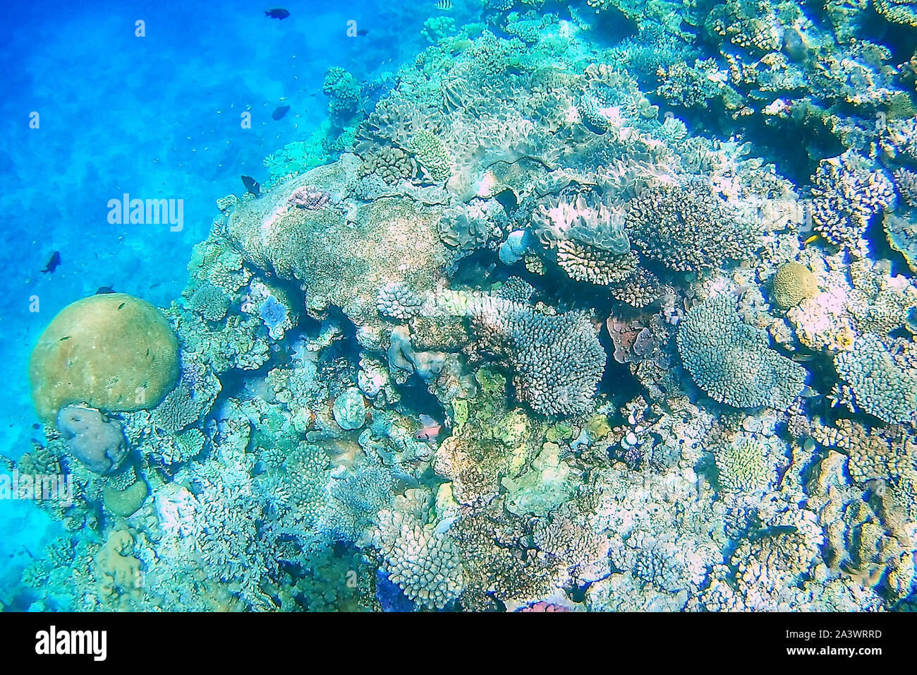 Les récifs coralliens au large de la côte de l'île de Gee à Ouvea lagoon, Îles Loyauté, Nouvelle-Calédonie. La lagune a été inscrit comme site du patrimoine mondial de l'Unesco en 2008. Banque D'Images