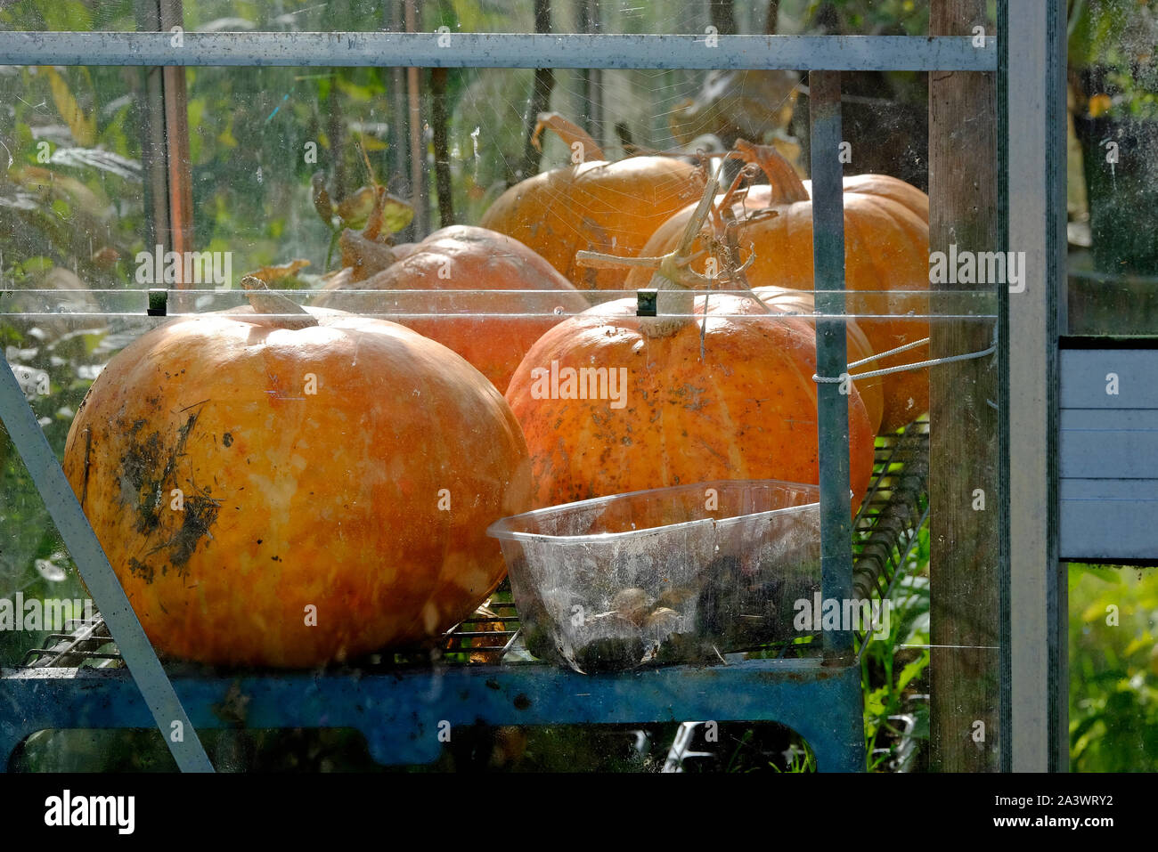 Citrouilles orange stockés dans des émissions d'attribution, Norfolk, Angleterre Banque D'Images