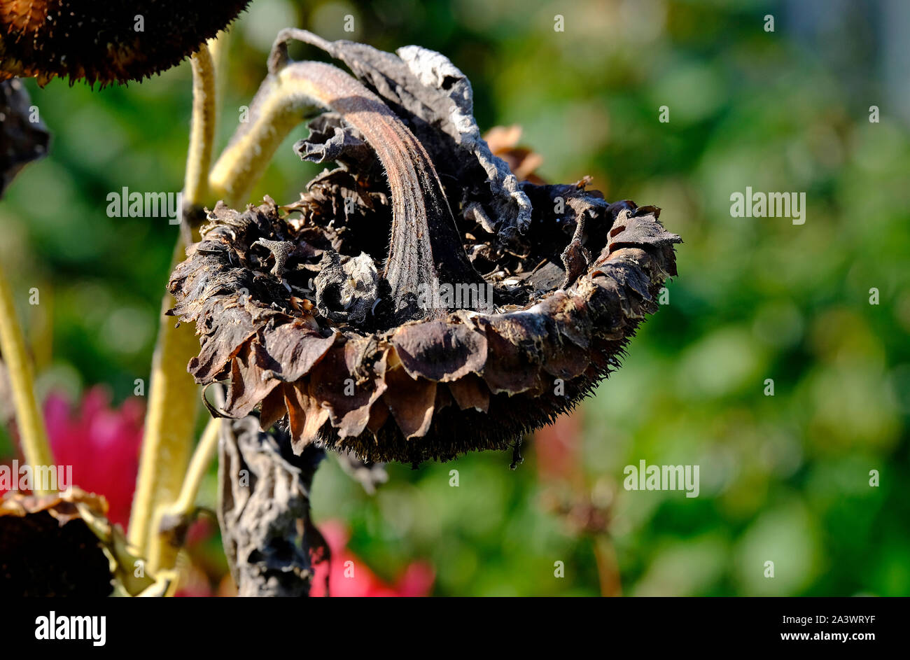 Tête de tournesol morts dans jardin, Norfolk, Angleterre Banque D'Images