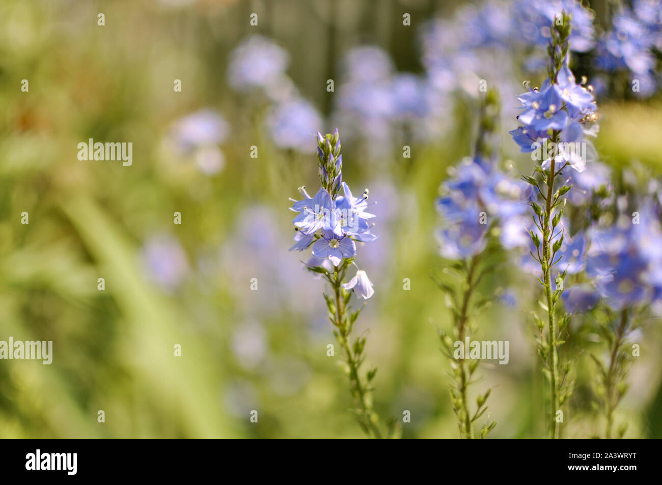 Printemps ou été de minuscules fleurs bleues, à l'extérieur en fleurs Banque D'Images