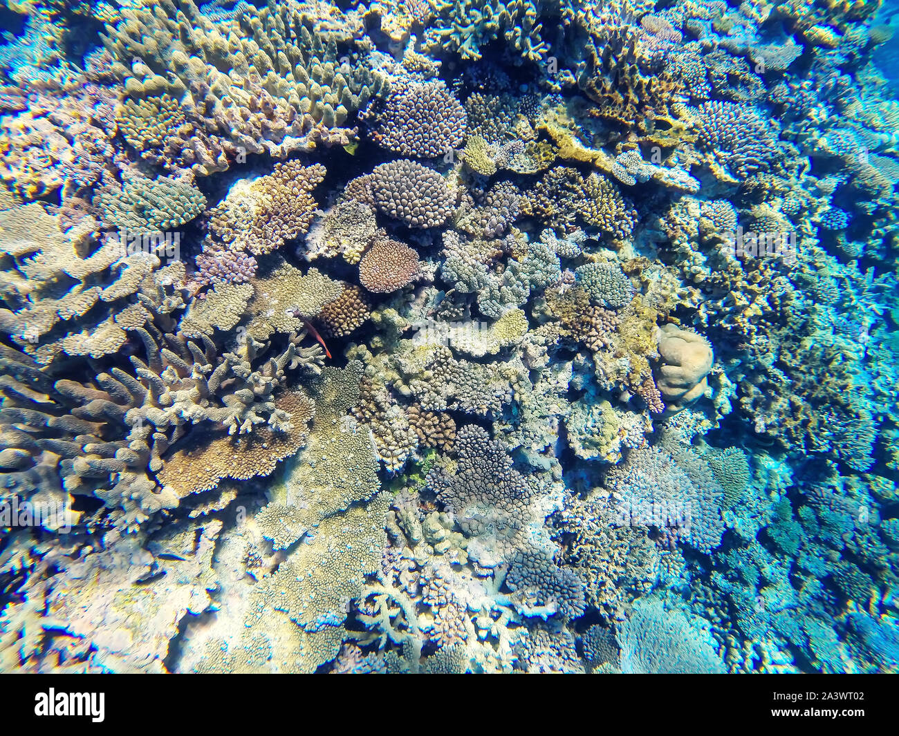 Les récifs coralliens au large de la côte de l'île de Gee à Ouvea lagoon, Îles Loyauté, Nouvelle-Calédonie. La lagune a été inscrit comme site du patrimoine mondial de l'Unesco en 2008. Banque D'Images