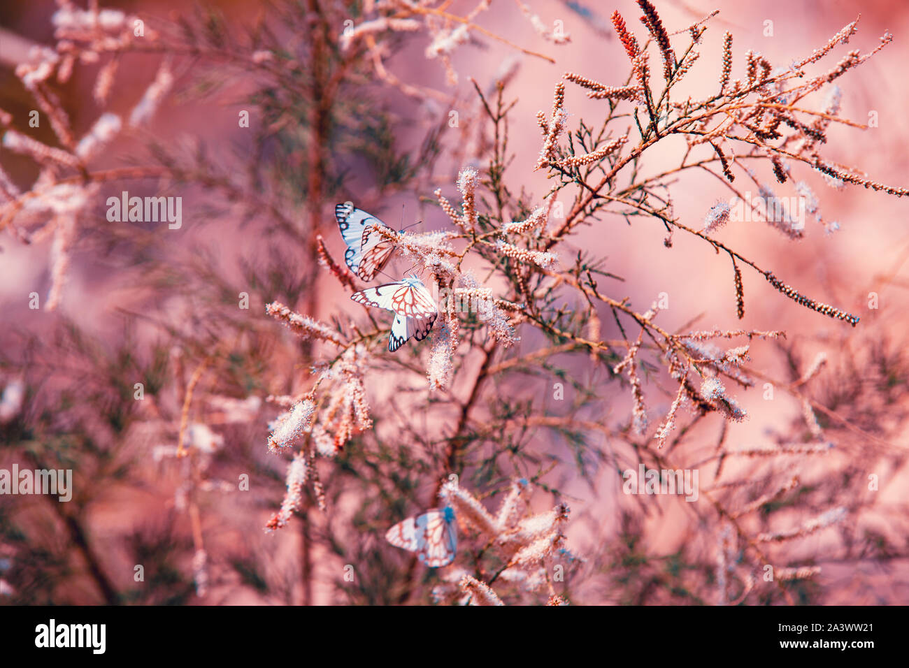 Résumé de l'été fond nature. Les branches avec des papillons Banque D'Images