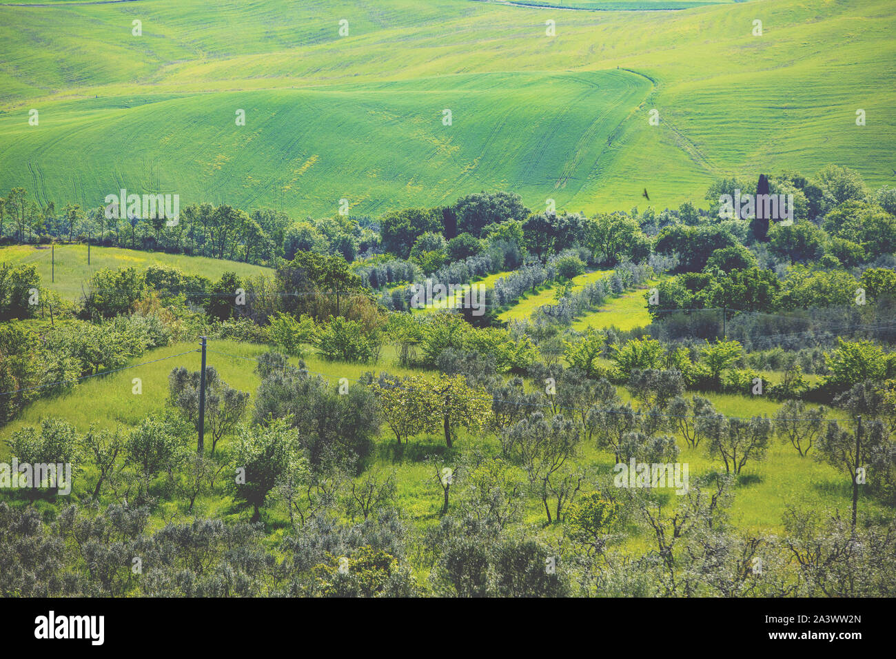 Vue de dessus de beaux champs et d'oliviers sur les collines de Toscane, Italie Banque D'Images