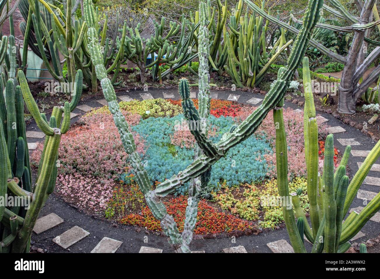 Détail d'un cactus sans épines et parterre en arrière-plan, le Jardin botanique de Madère, Funchal, île de Madère, Portugal Banque D'Images