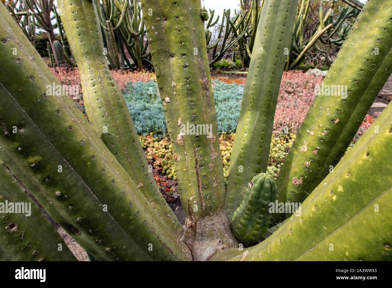 Détail d'un cactus sans épines et parterre en arrière-plan, le Jardin botanique de Madère, Funchal, île de Madère, Portugal Banque D'Images