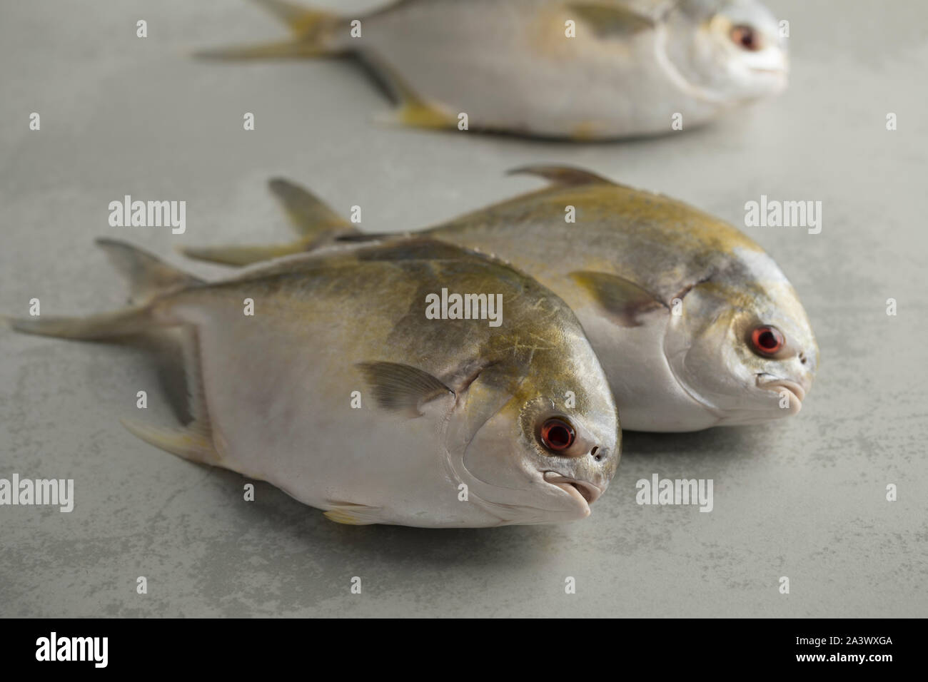 Or brut frais pris pomfret poissons ou poissons daurade rayons Banque D'Images