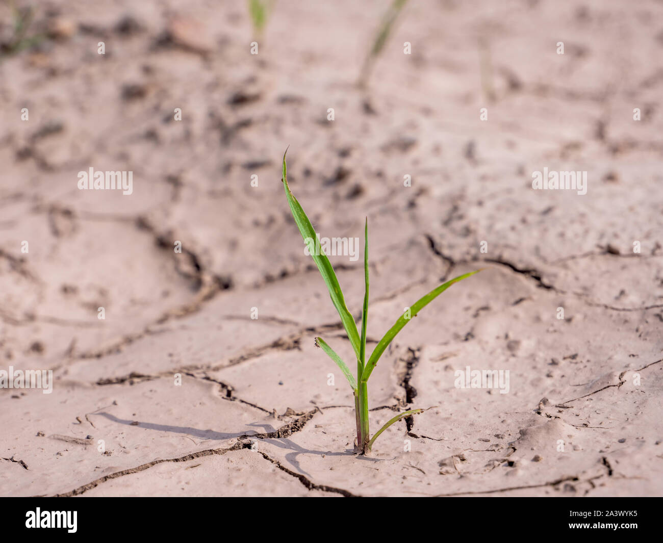 Le sol sec de la plante Banque D'Images