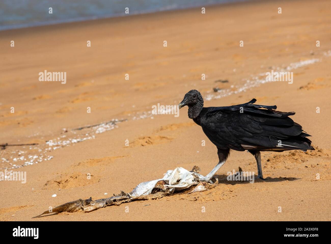 Urubu noir, REMIRE BEACH, île de Cayenne, Guyane, département d'outre-mer, l'AMÉRIQUE DU SUD, FRANCE Banque D'Images