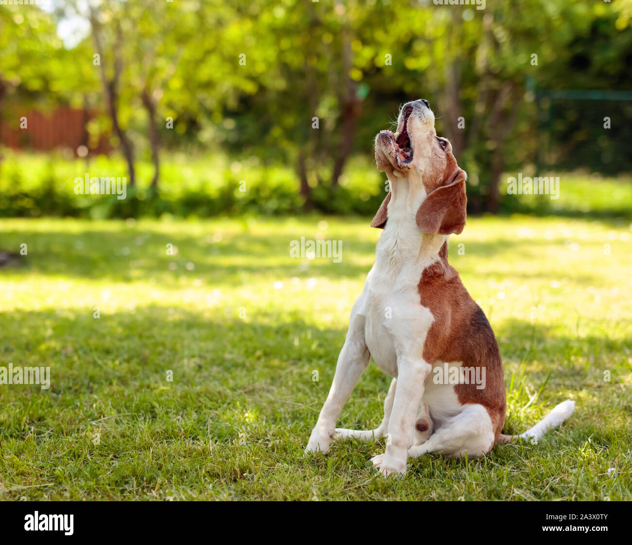 Chien avec bouche ouverte (aboyer, hurler, se plaindre). Contexte extérieur naturel. Banque D'Images