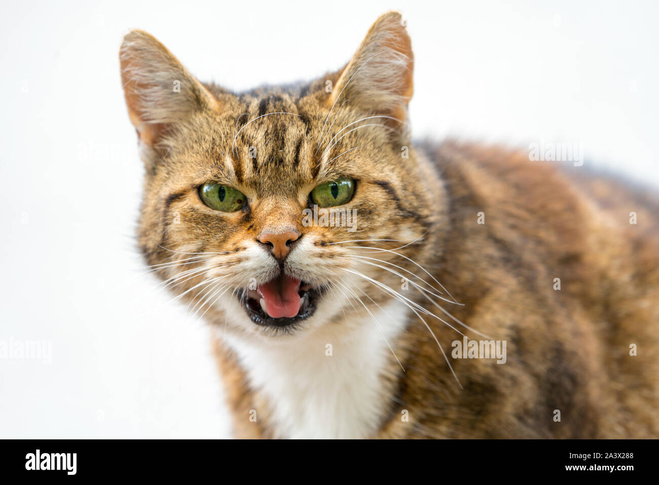 Chambre cat, Felis silvestris catus Banque D'Images