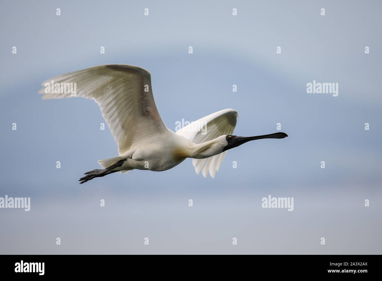 Spatule royale (Platalea regia) en vol, Taiaroa Head, péninsule d'Otago, Nouvelle-Zélande. Banque D'Images