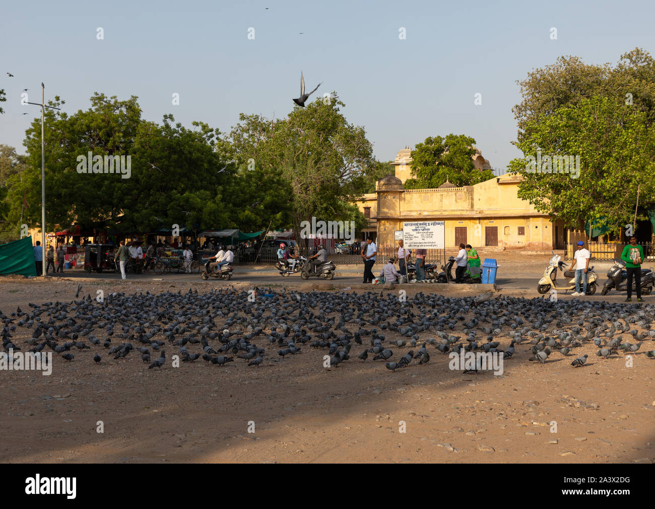 Pigeons sur une place de la ville, du Rajasthan, Jaipur, Inde Banque D'Images