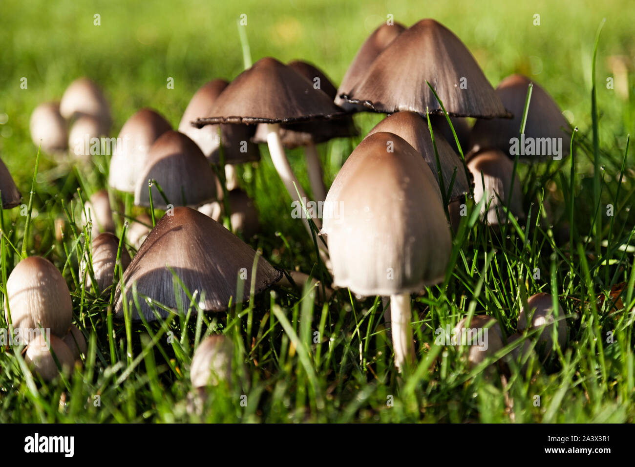 Beaucoup de champignons sauvages croître ensemble sur la pelouse Banque D'Images