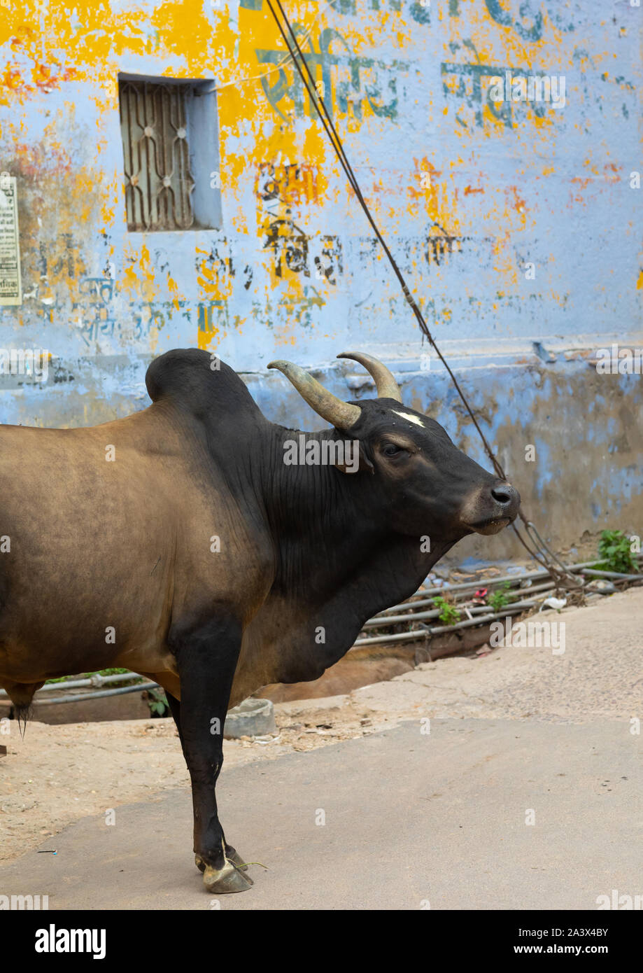 Zébu indiens dans la rue, du Rajasthan, Bundi, Inde Banque D'Images