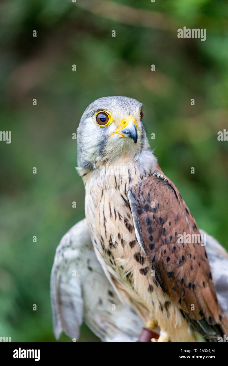 Close-up portrait of beautiful, Faucon crécerellette Falco naumanni latine, posant à l'extérieur, l'arrière-plan flou dans moody 24. Petit oiseau de proie Banque D'Images