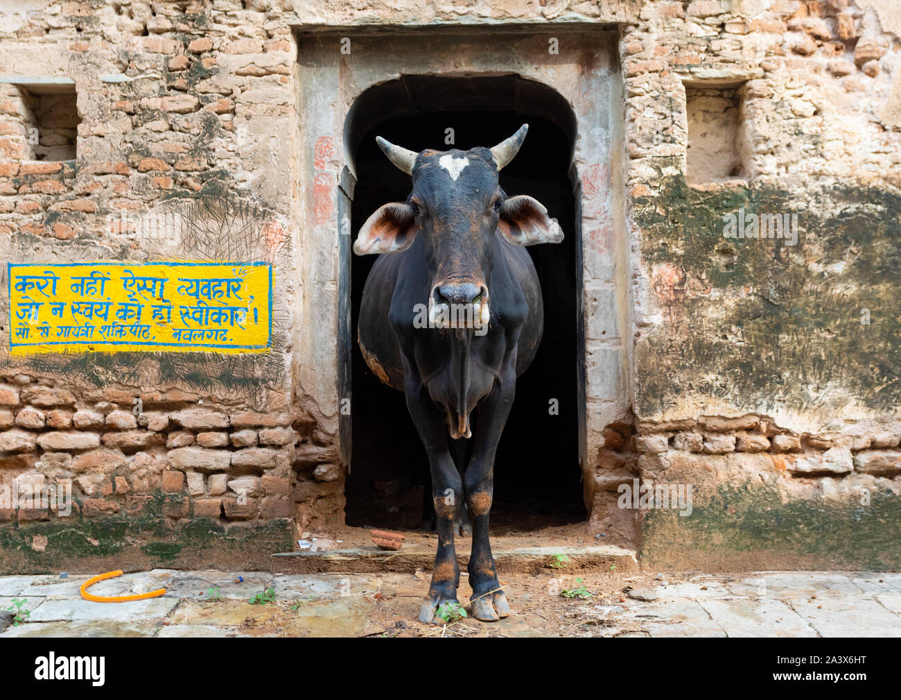 Vache dans la rue looking at camera, Rajasthan, Inde, Nawalgarh Banque D'Images