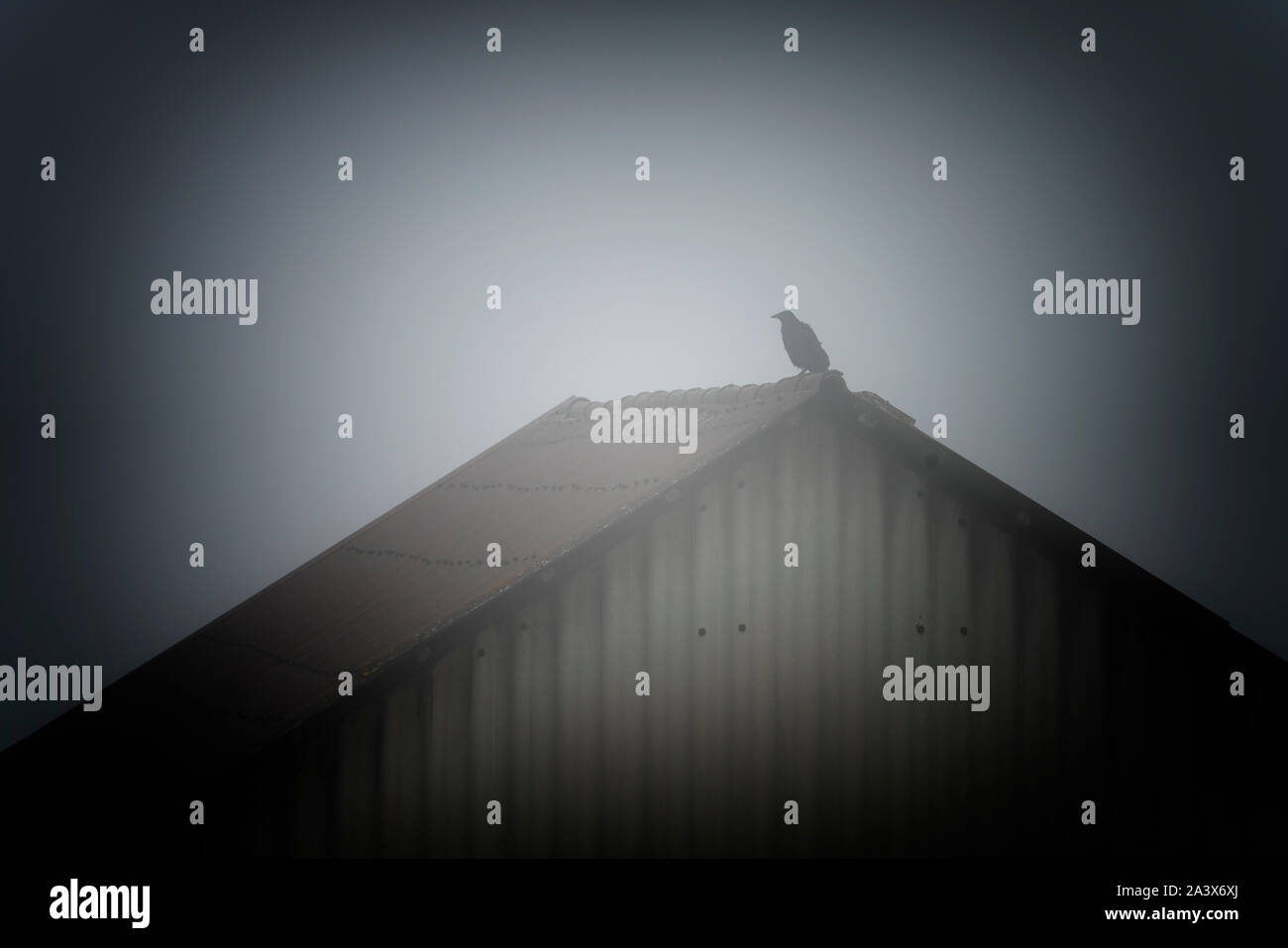 Crow assis sur un toit, Oberweser, Weser Uplands, Thuringe, Hesse, Allemagne Banque D'Images