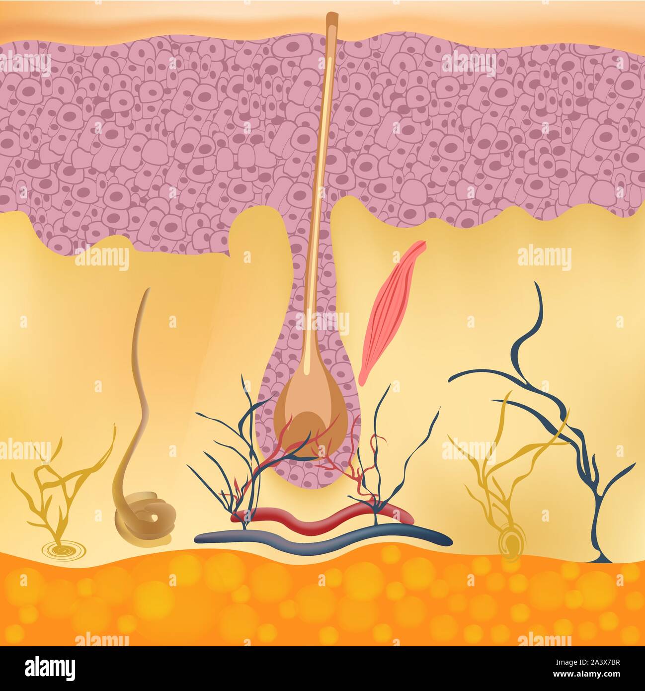 Structure et des cycles de croissance de cheveux sur une tête humaine sous un microscope de près. Vector illustration. Sèche sous la peau. Illustration de Vecteur