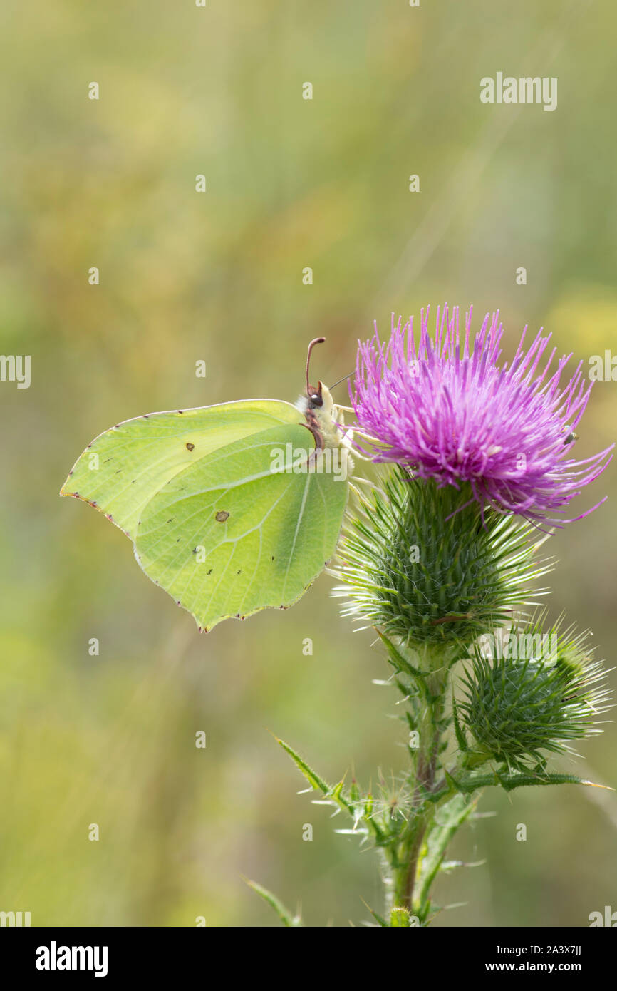 Gonepteryx rhamni Brimstone Butterfly, qui se nourrissent de Spear Thistle, Cirsium vulgare, Levin, Sussex, Royaume-Uni, août, Banque D'Images