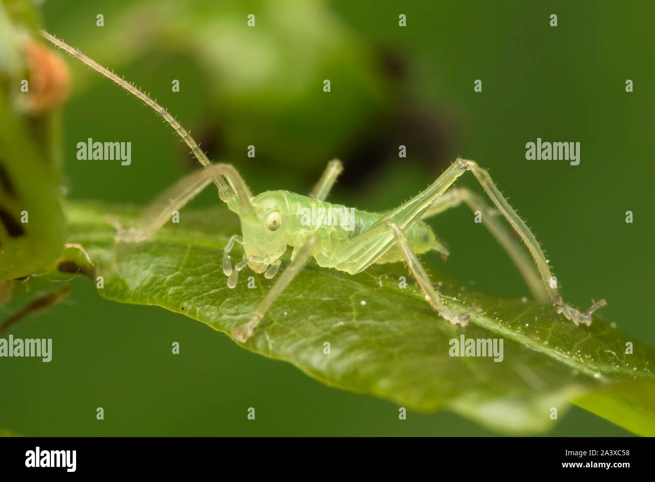 Bush de chêne (Meconema thalassinum nymphe cricket) reposant sur des feuilles de chêne. Tipperary, Irlande Banque D'Images