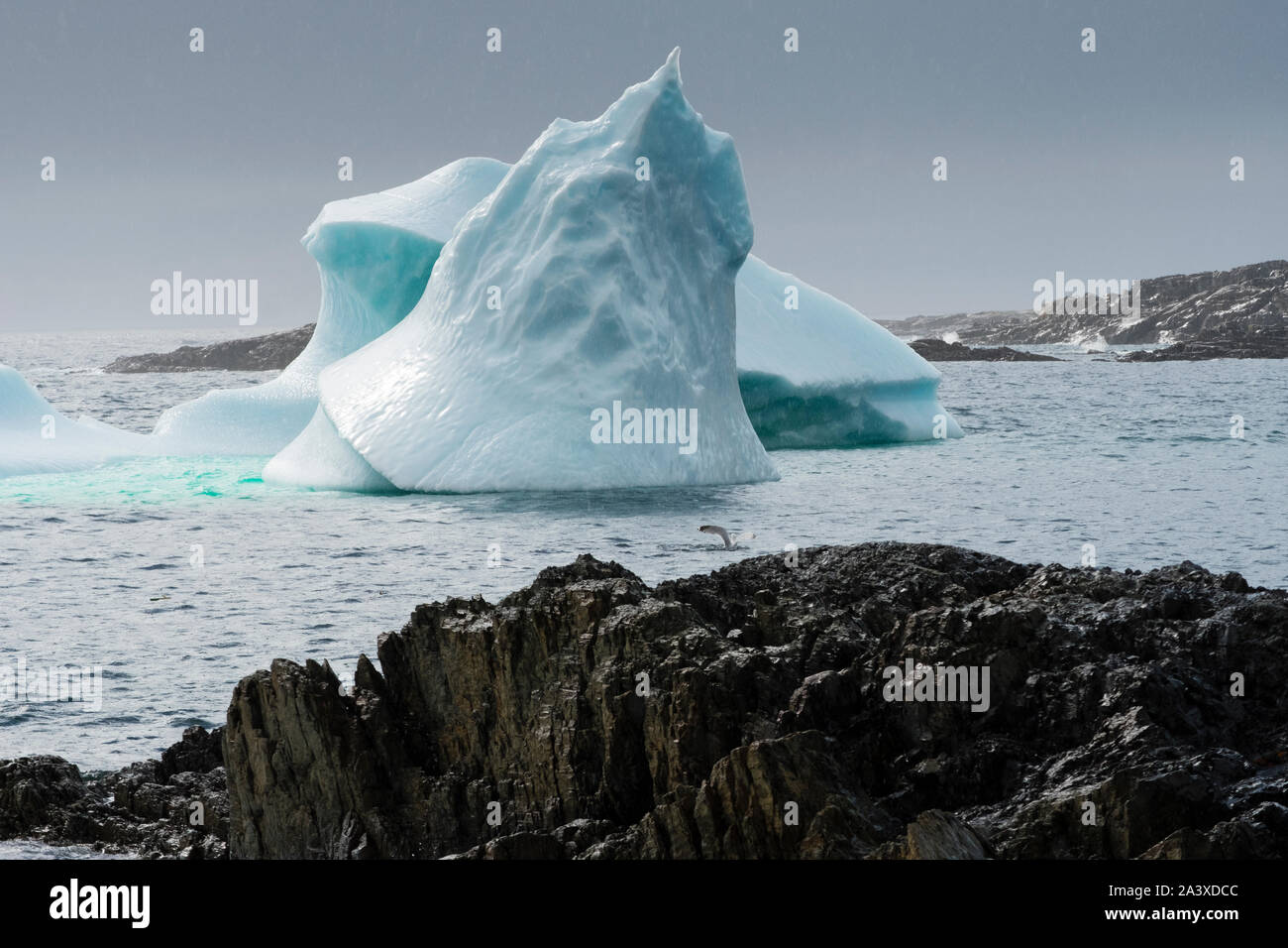 Iceberg dans la pluie au parc Brimstone Head beach, l'île Fogo, à Terre-Neuve Banque D'Images