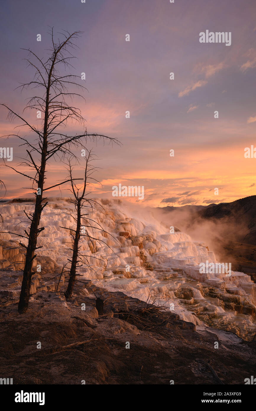 Secteur de printemps formations travertin au lever du soleil, la région de Mammoth Terrasses, Parc National de Yellowstone, Wyoming, USA. Banque D'Images