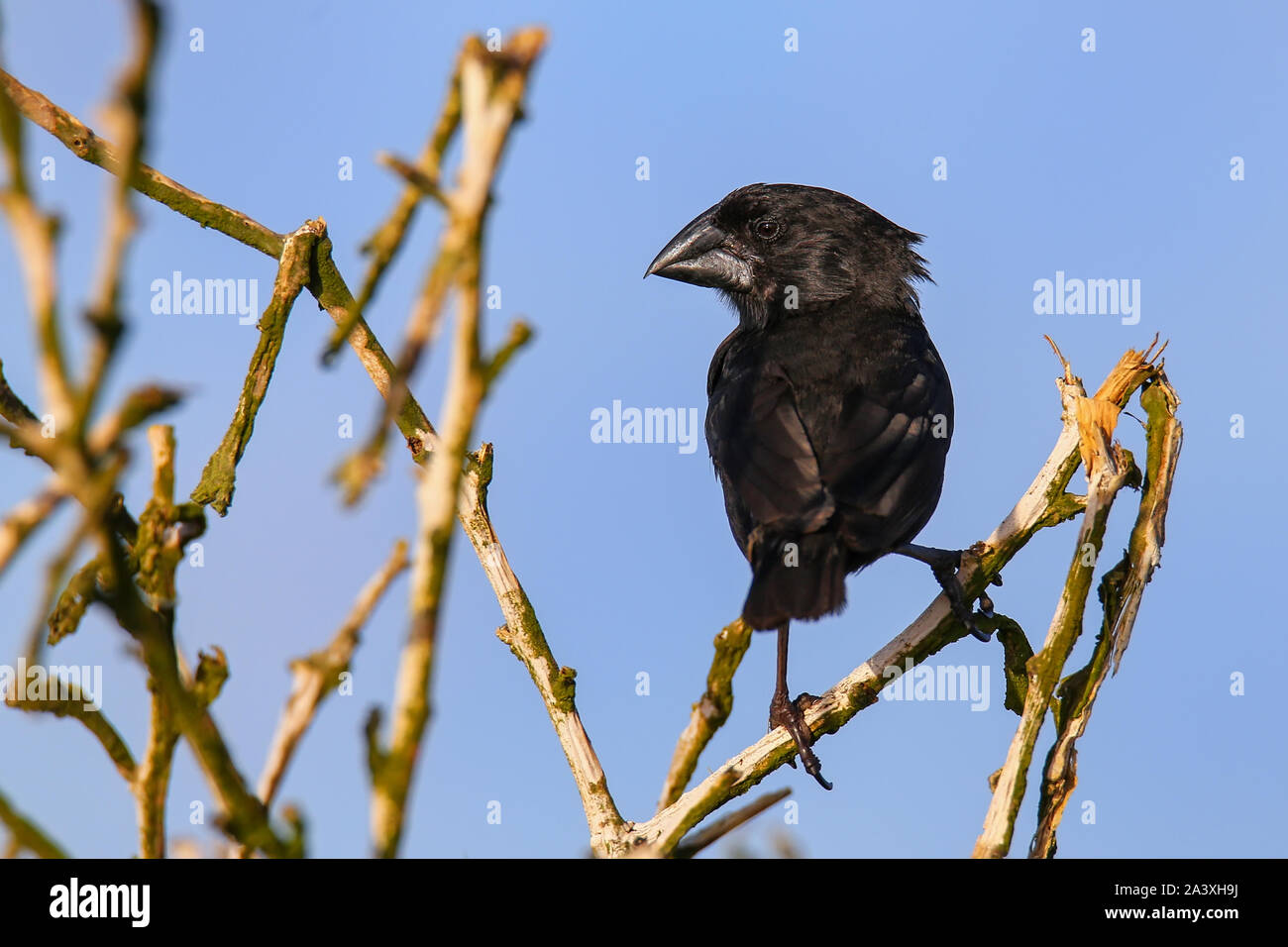 Grand Cactus (Geospiza conirostris Finch) sur l'île d'Espanola, parc national des Galapagos, Equateur. Il est endémique aux îles Galapagos. Banque D'Images