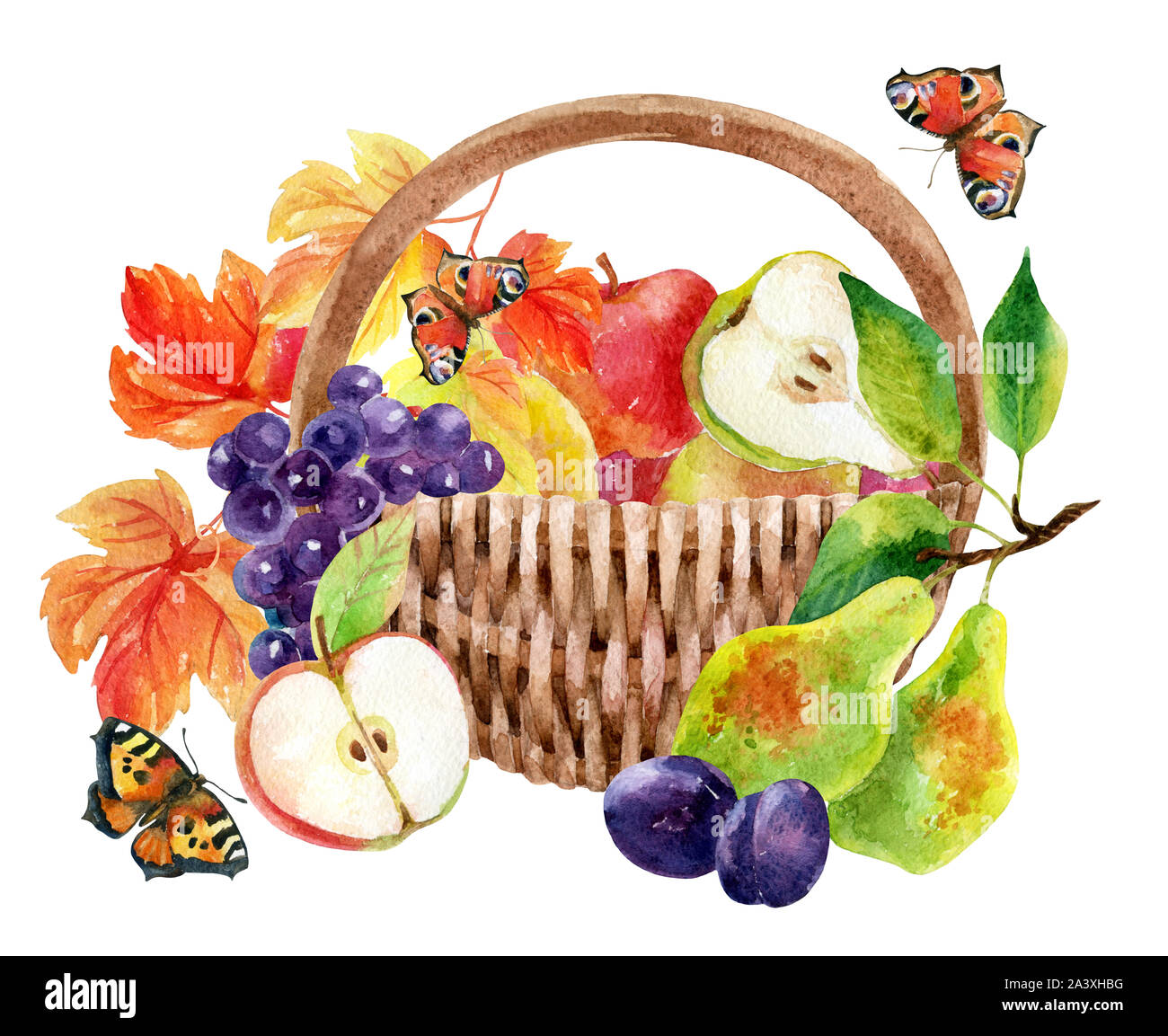 Panier de fruits et de baies. Aquarelle raisins, pommes, poires et prunes. La main peinte illustration isolé sur fond blanc Banque D'Images