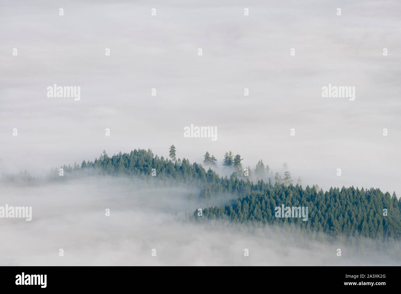 Vue du sommet des montagnes, des prairies, des montagnes de la Chaîne Côtière du comté de Lane, de l'Oregon. Banque D'Images