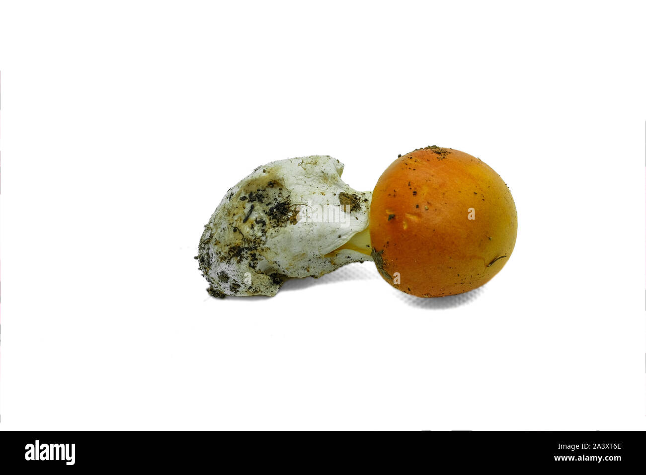Les ovules sauvage champignon isolé sur blanc backgroun,automne ingrédient alimentaire Banque D'Images