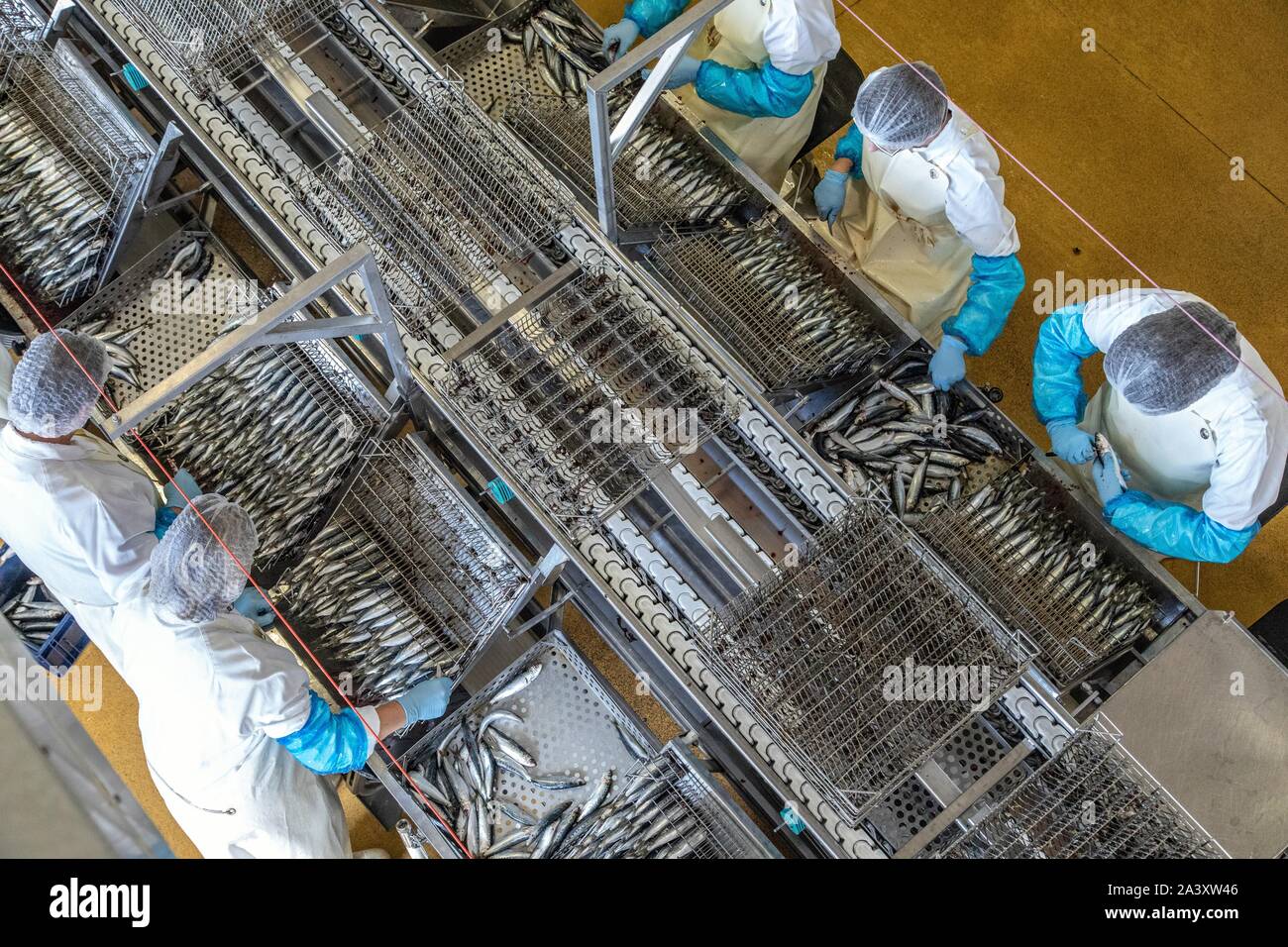 La préparation, l'Éviscération ET LE NETTOYAGE DE LA SARDINE À LA MAIN,  Conserverie LA BELLE-ILOISE, Quiberon, Morbihan (56), FRANCE Photo Stock -  Alamy