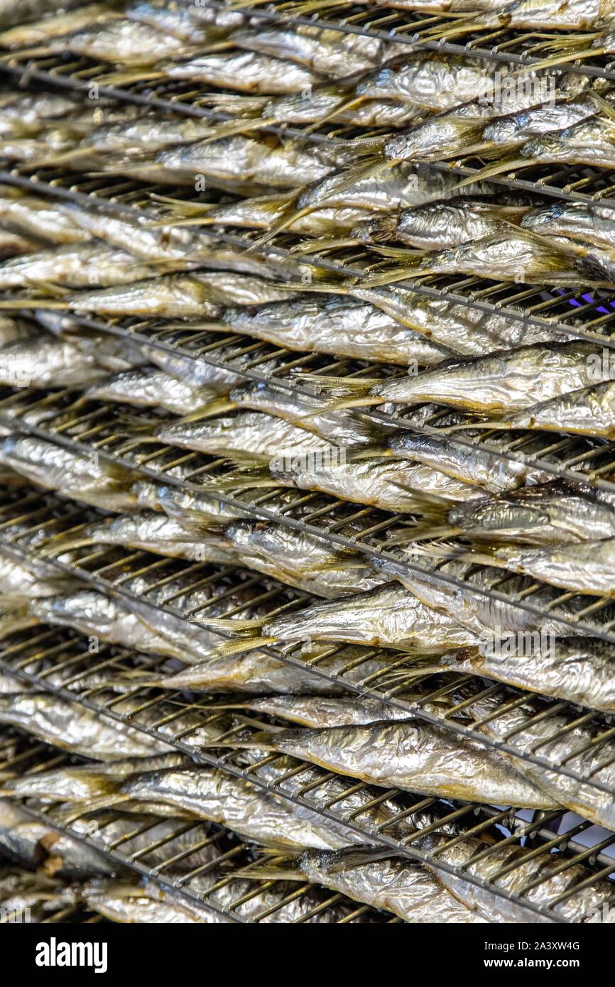 Les sardines QUI SORTENT DU FOUR, Conserverie LA BELLE-ILOISE, Quiberon, Morbihan (56), FRANCE Banque D'Images
