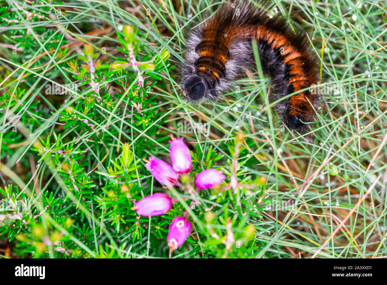 Photographie couleur de Fox Moth (Macrothylacia rubi) dans urticating caterpillar couverts de poils. Banque D'Images