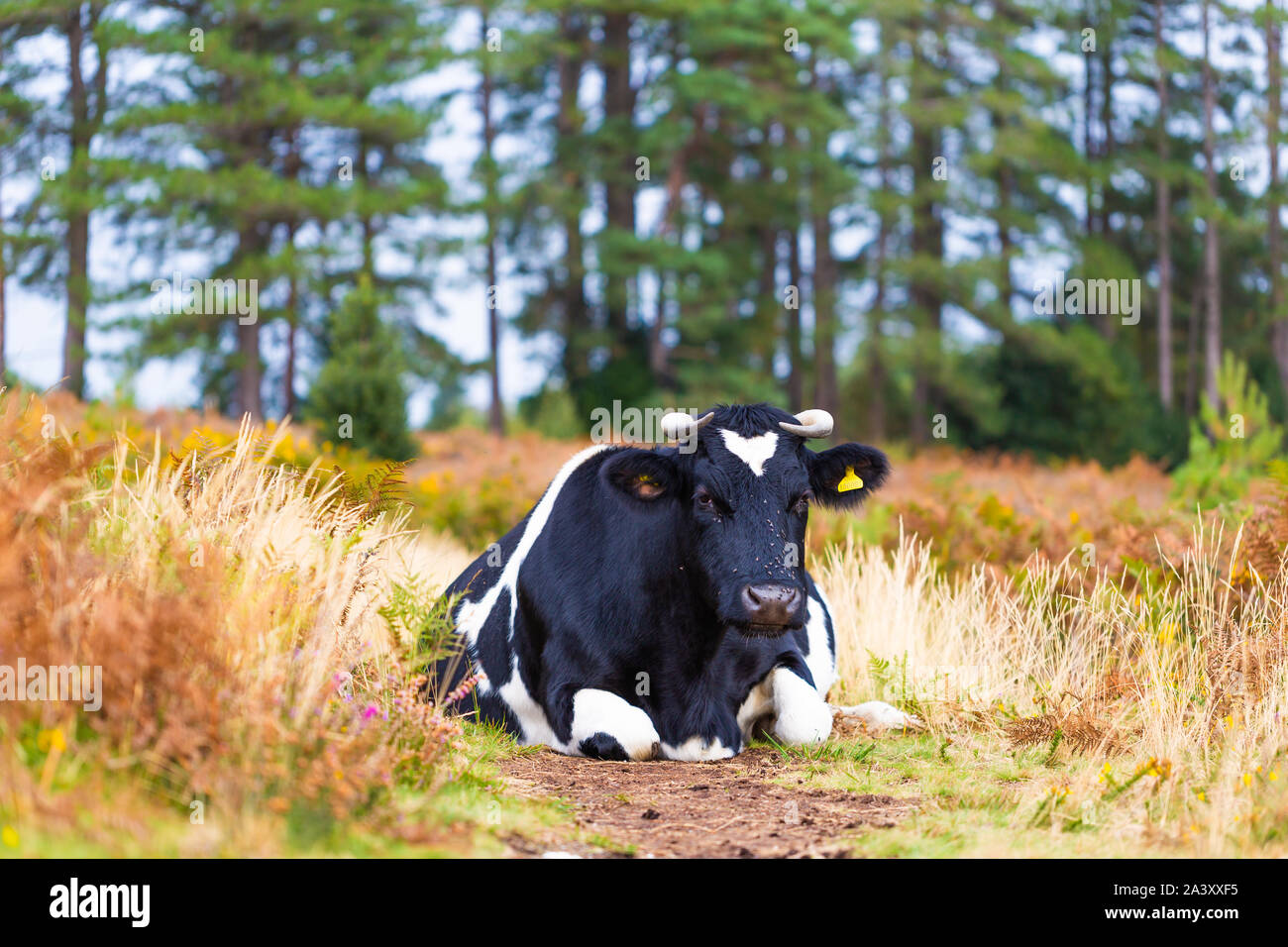 Portrait de la conservation de la faune couleur vache pâturage sam au milieu du sentier public sur réserve naturelle en Poole. Banque D'Images