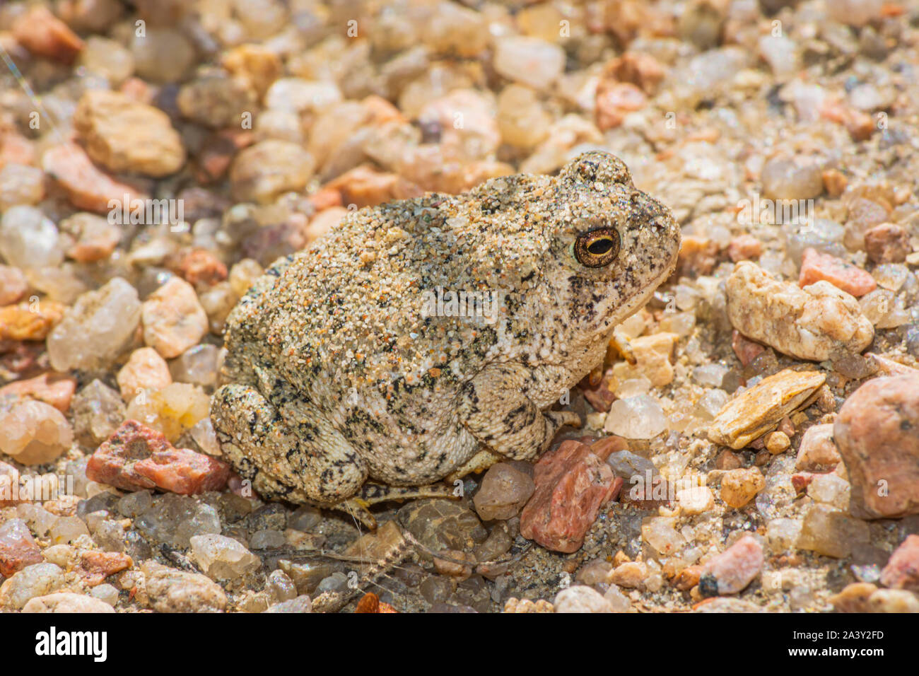 Le Crapaud de Woodhouse jeunes minuscule à peine deux pouces de longueur se trouve dans la zone de sable près de East Plum Creek, Castle Rock Colorado nous. Photo prise en septembre. Banque D'Images