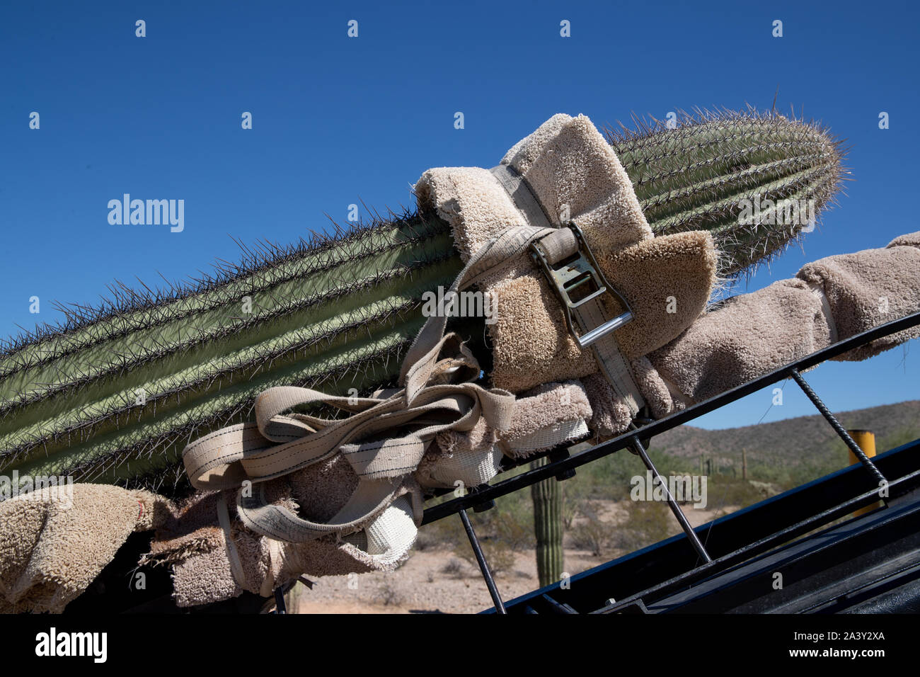 Un saguaro cactus est chargé sur un camion de déménagement à tuyau d'Organe National Monument le 8 octobre 2019 à l'ouest de Lukeville, Arizona. Plus de 100 espèces de cactus, dont 76 saguaros, ont été relocalisés pour faire place au nouveau projet de mur à la frontière le long de la frontière entre les États-Unis et le Mexique. Banque D'Images
