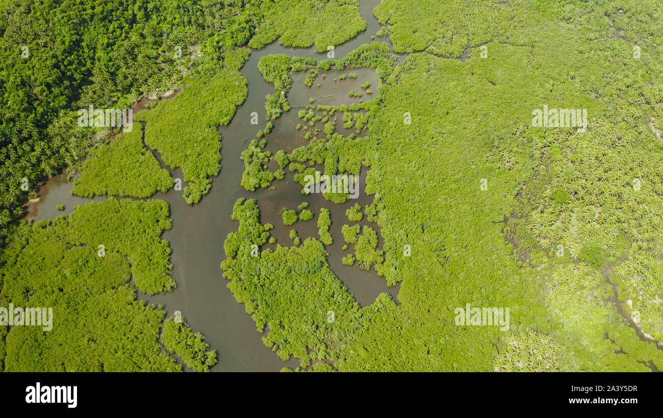 Forêt de mangrove avec des arbres verts dans l'eau de mer, vue aérienne. Tropical avec les mangroves Grove. Banque D'Images