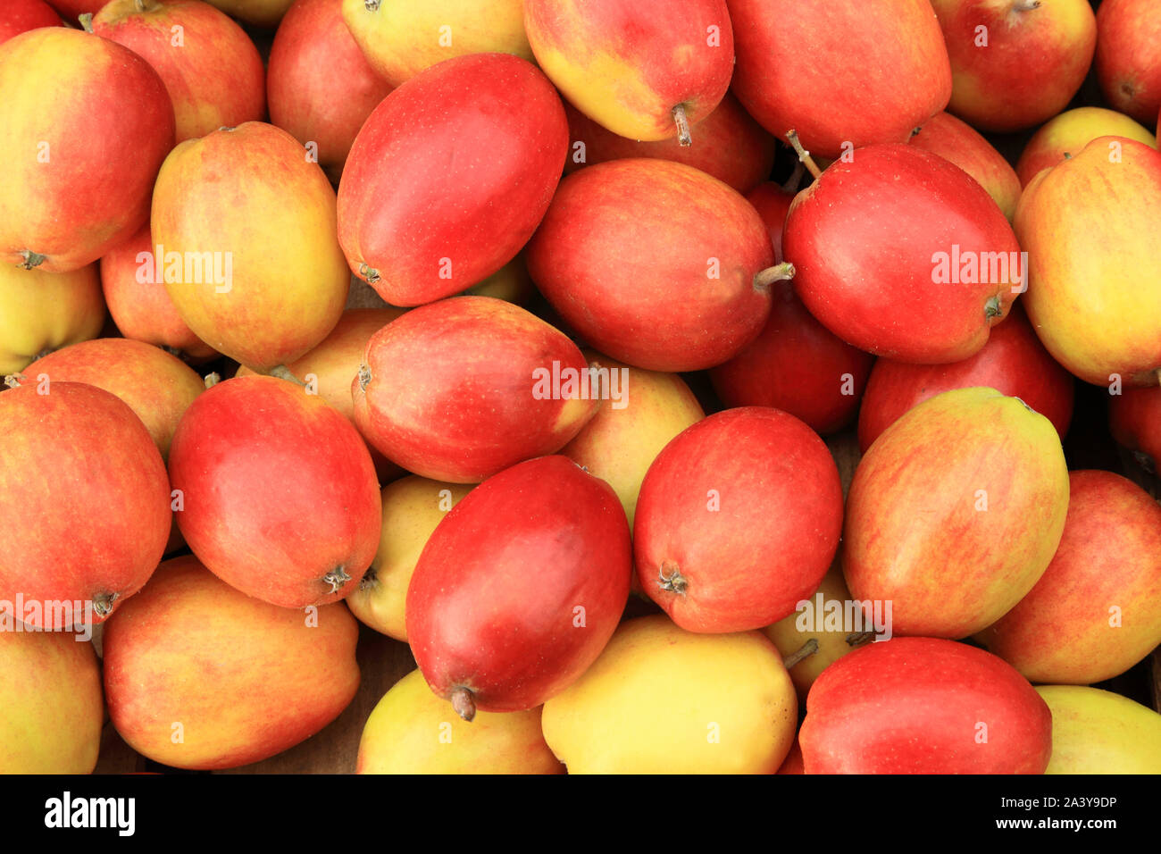 'Apple' Pin Chêne, pommes, manger des pommes, des mangemorts, de la saine alimentation, Malus domestica Banque D'Images