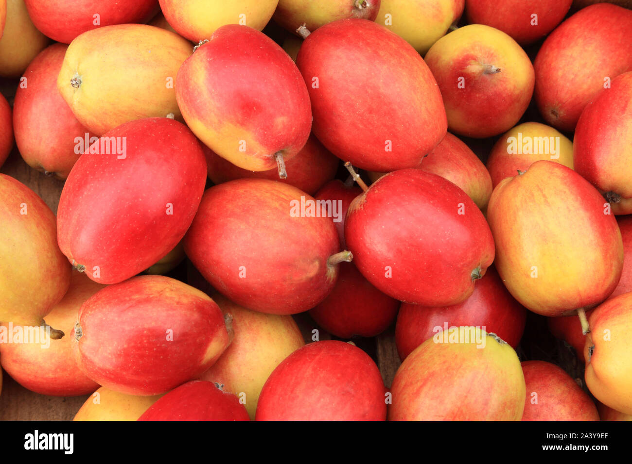 'Apple' Pin Chêne, pommes, manger des pommes, des mangemorts, de la saine alimentation, Malus domestica Banque D'Images