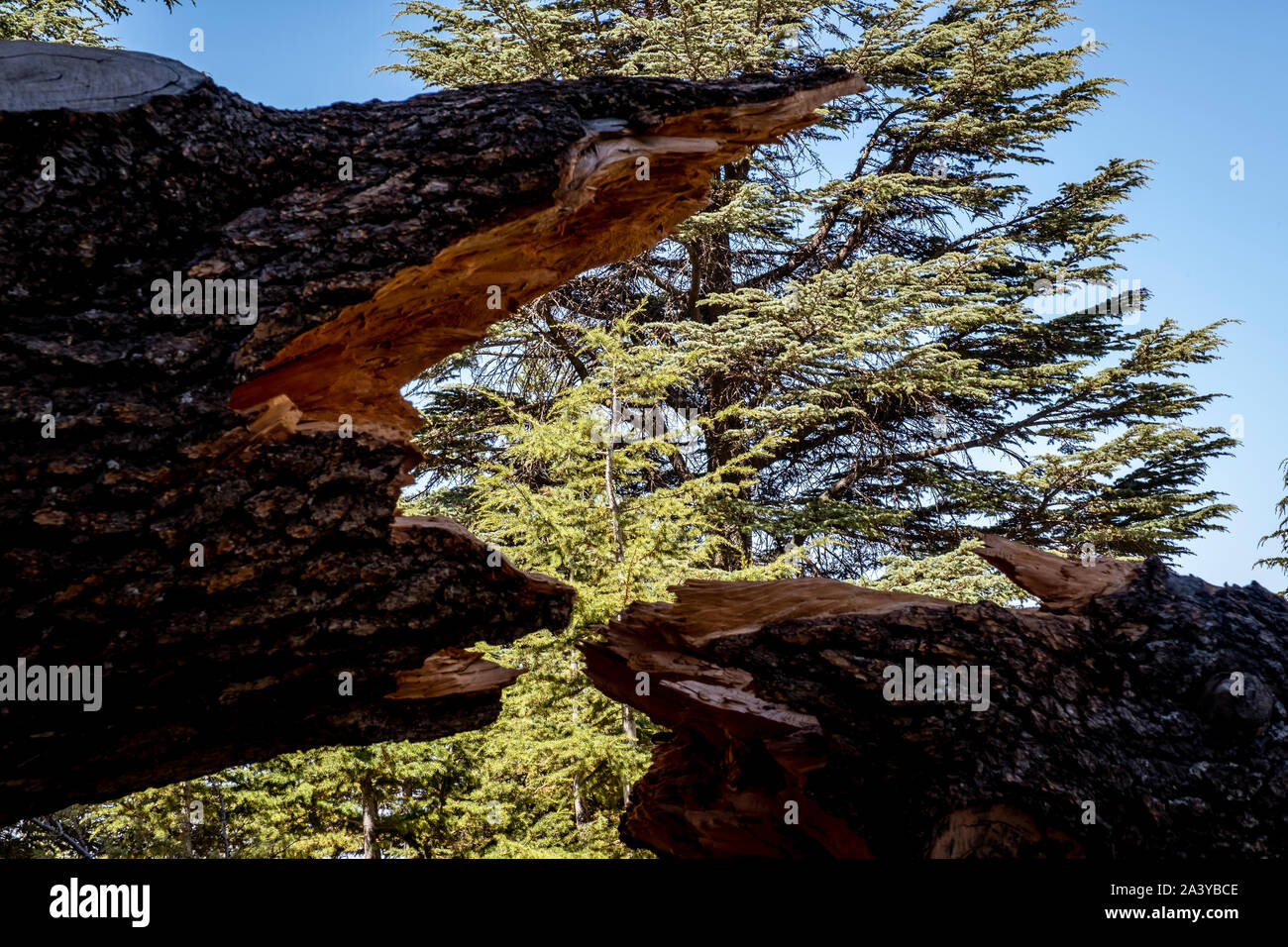 Arz al rab Banque de photographies et d’images à haute résolution - Alamy