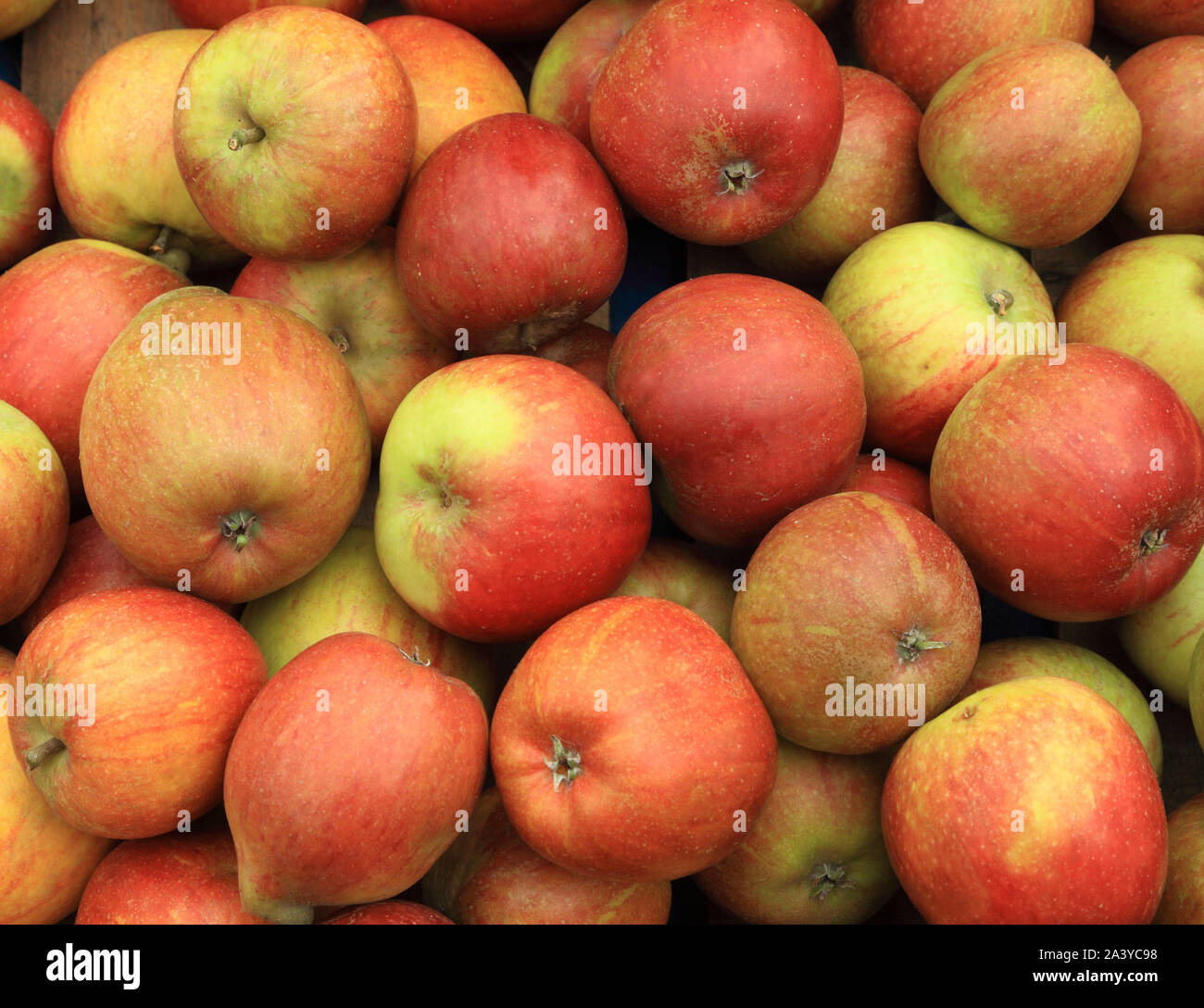 La pomme 'Cox', la reine des pommes, eaters, manger des pommes, la saine alimentation, Malus domestica Banque D'Images