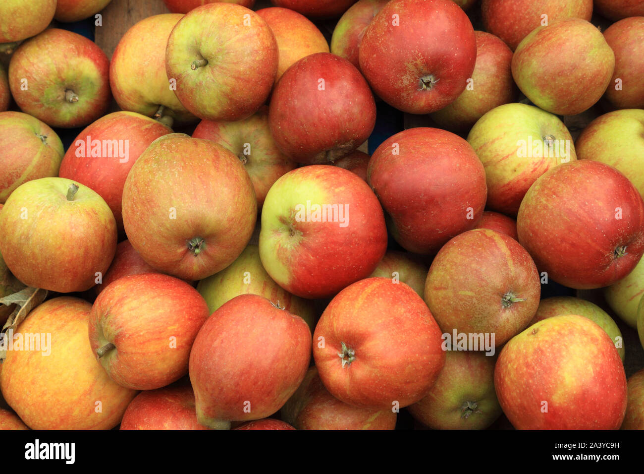La pomme 'Cox', la reine des pommes, eaters, manger des pommes, la saine alimentation, Malus domestica Banque D'Images