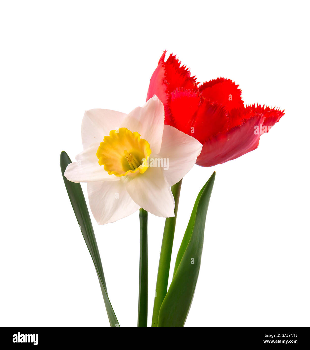 Jonquille jaune vif et rouge tulip, isolé sur fond blanc Photo Stock - Alamy