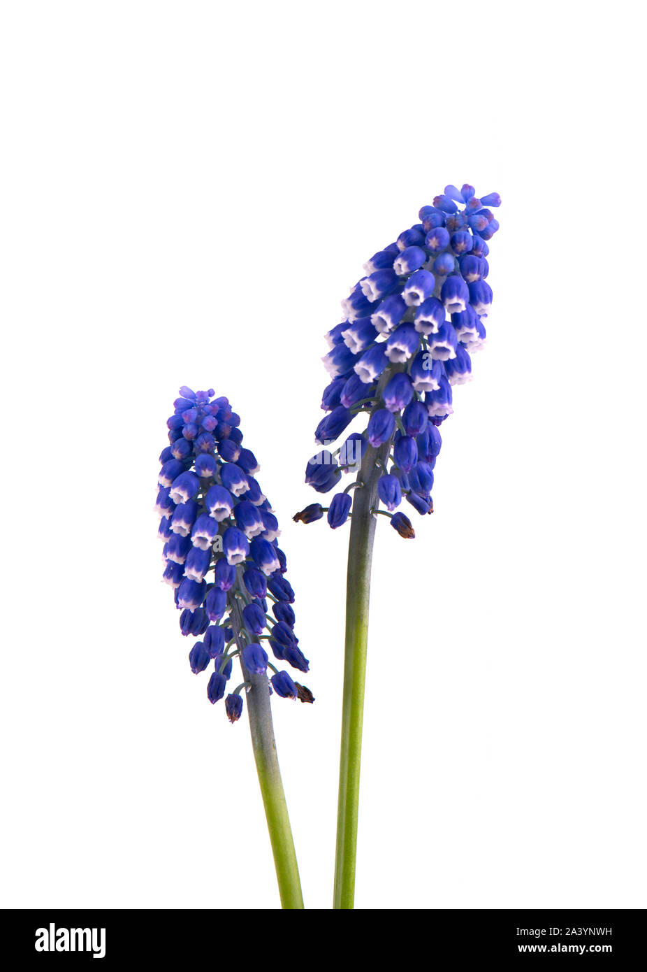 Deux fleurs de Muscari isolé sur fond blanc. Muscaris Banque D'Images