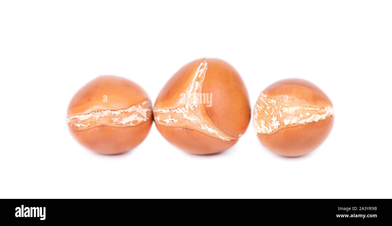 Graines d'Argan, isolé sur un fond blanc. Les noix et l'huile d'Argan cosmétique, et de produits de beauté. Fruit naturel du Maroc. Banque D'Images