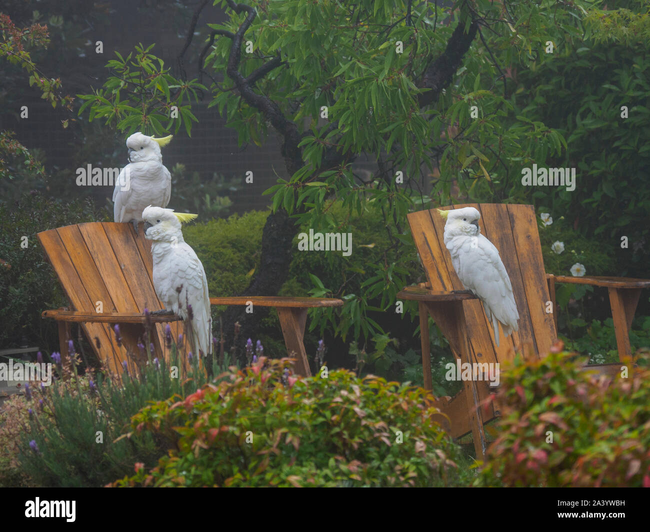 Cacatoès sur des chaises en bois dans le jardin à Katoomba, Australie Banque D'Images