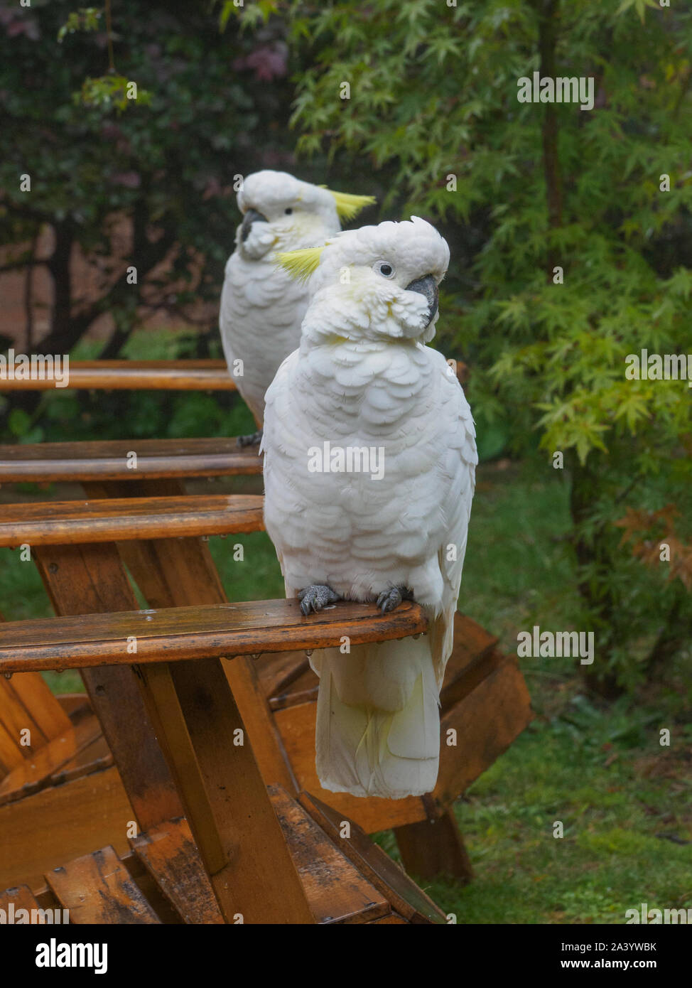 Cacatoès sur des chaises en bois dans le jardin à Katoomba, Australie Banque D'Images