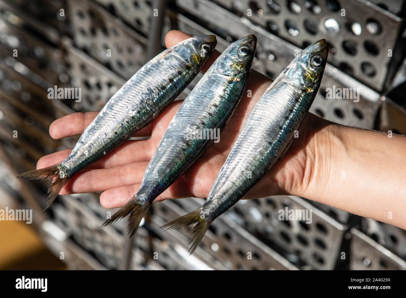 SARDINES FRAÎCHES ARRIVANT À LA CONSERVERIE LA BELLE-ILOISE, Quiberon, Morbihan (56), FRANCE Banque D'Images